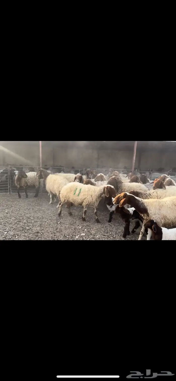 غنم نعيم مطافيل 1