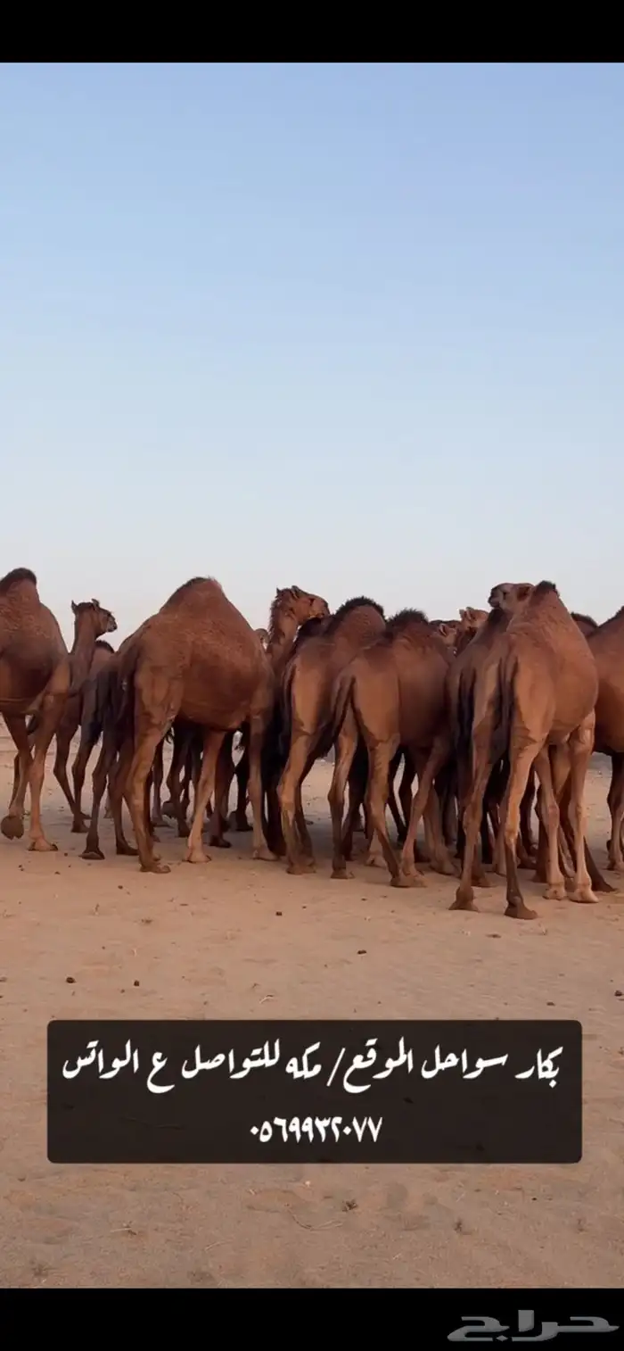 بكار سواحل 3