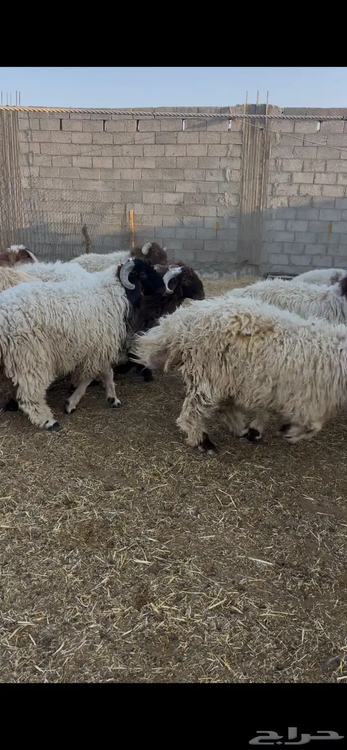 كناور نعيم ( وزن عالي ) 0