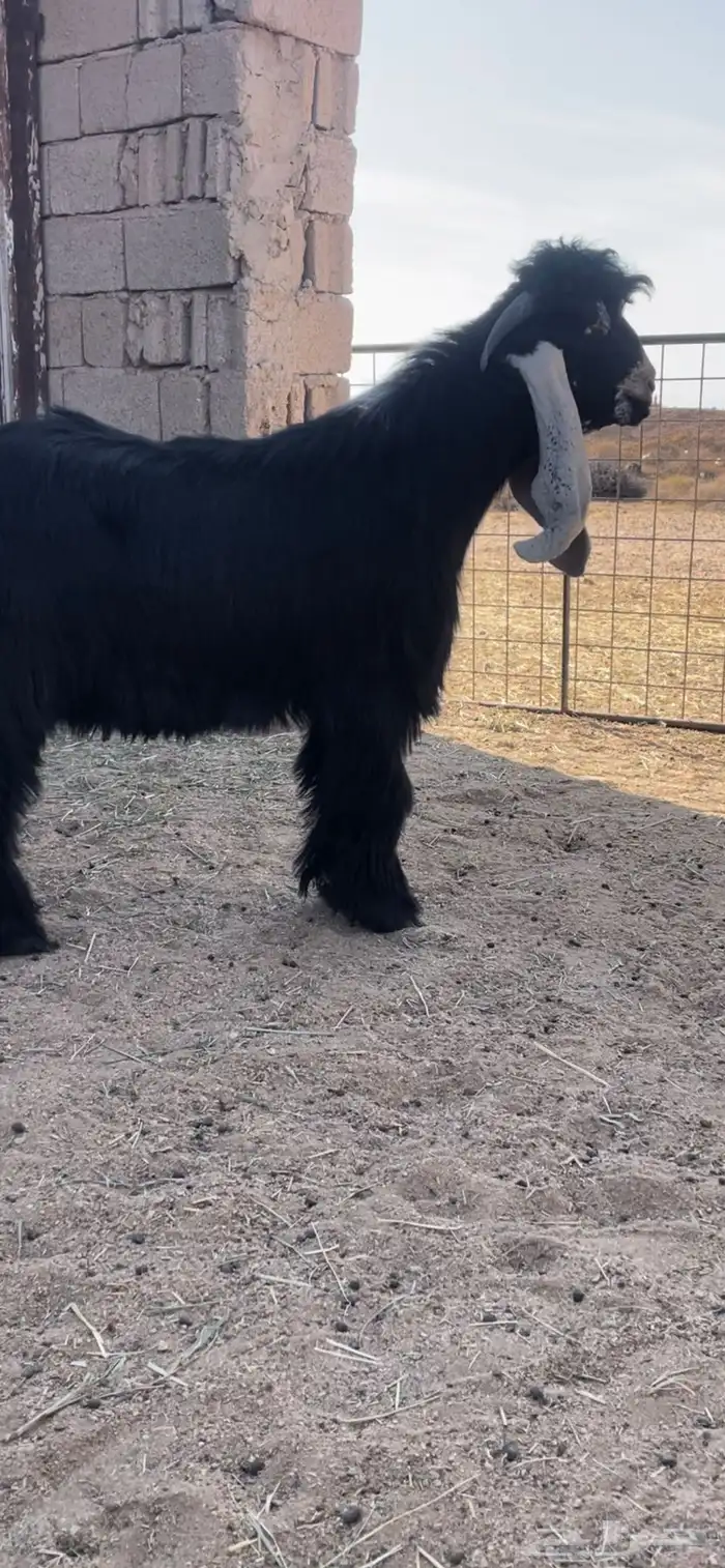 للبيع جذع عارضي معرف العمر سبع شهور 0