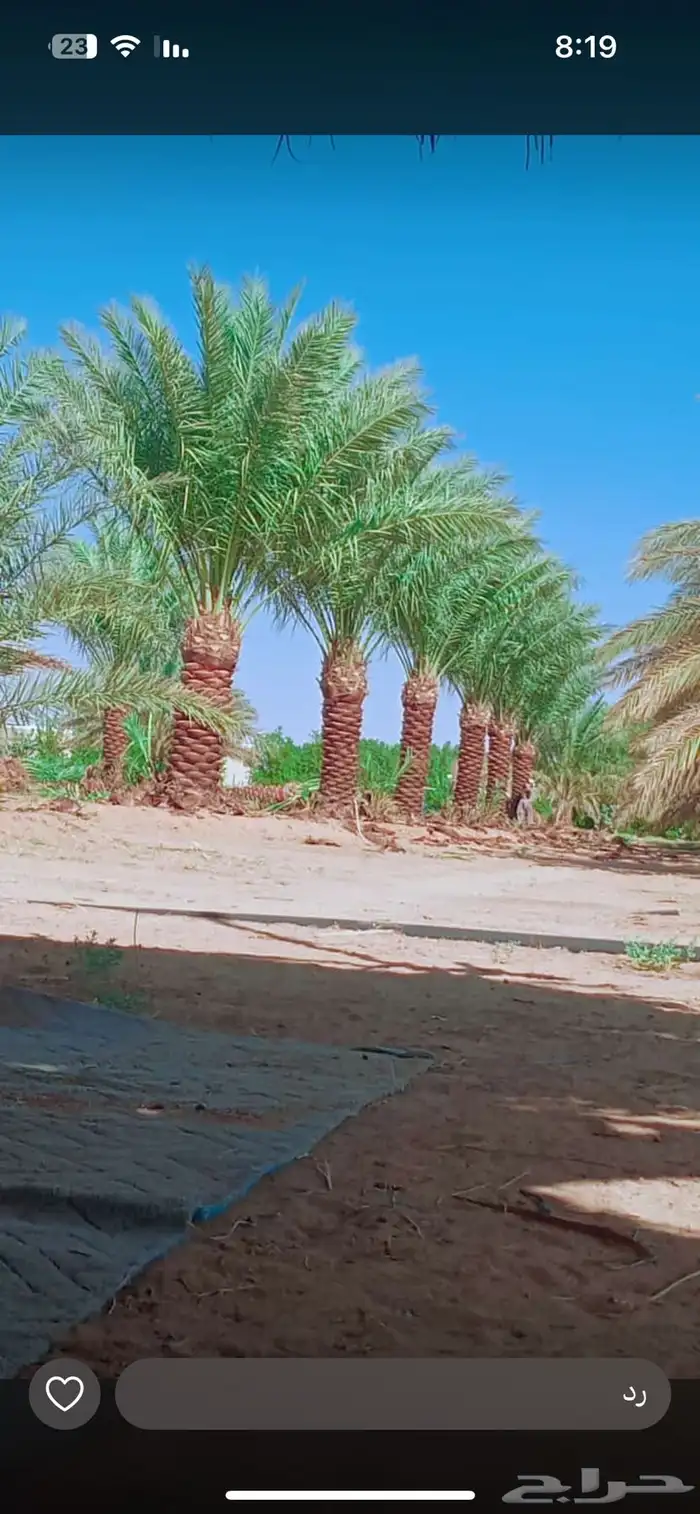نخل للبيع 9