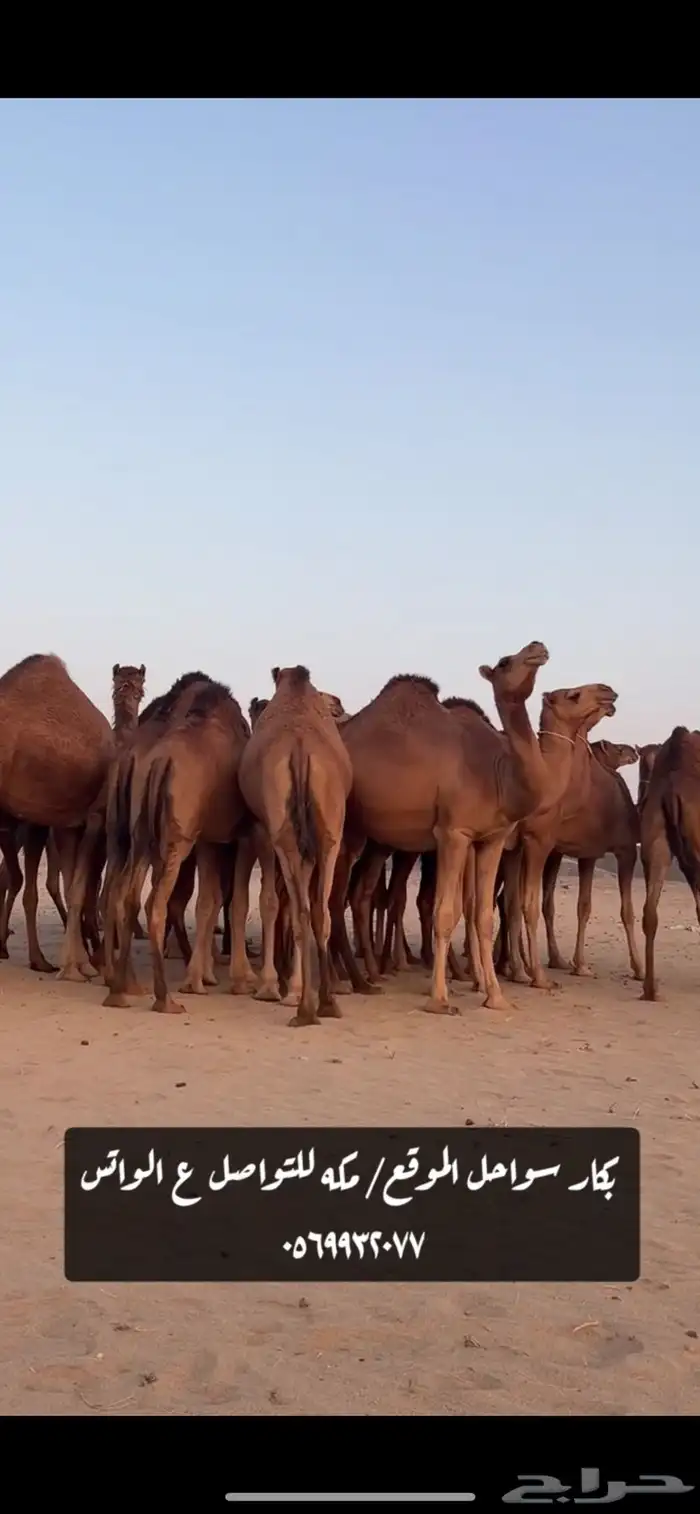 بكار سواحل 4