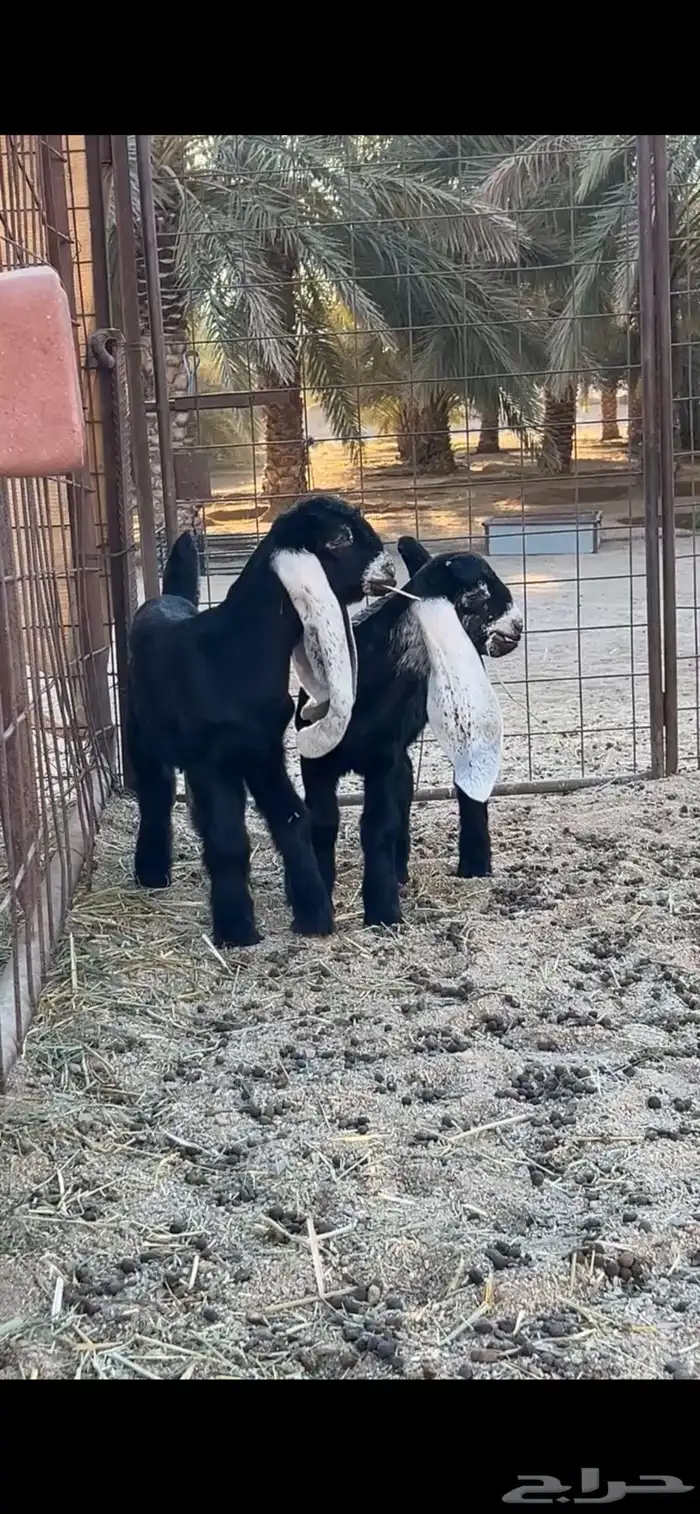 مشاريع فحول صنف 0