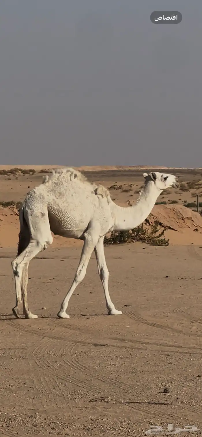 قعود 2 بريه طيبه 2