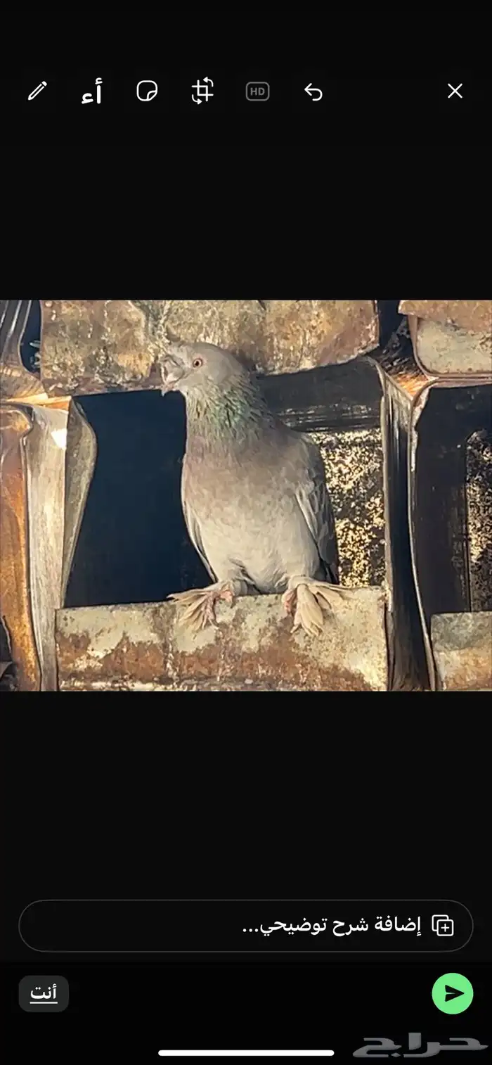 حمام ذكر تركي توب موضح بصوره الموقع البلد 0