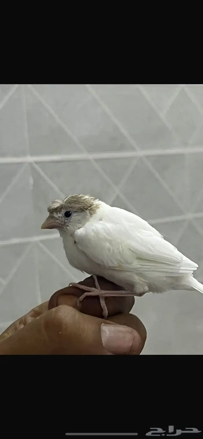 فروخ كناري سوري 0