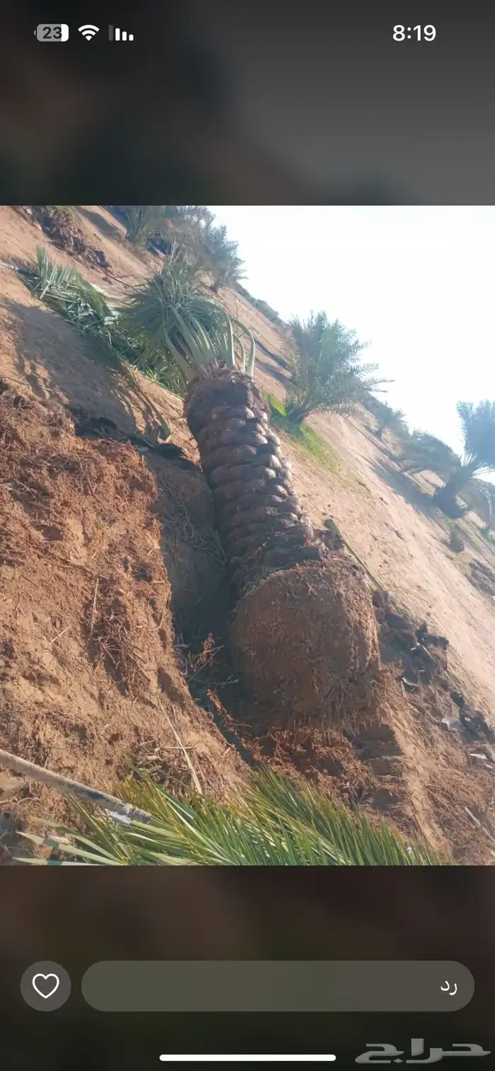 نخل للبيع 7