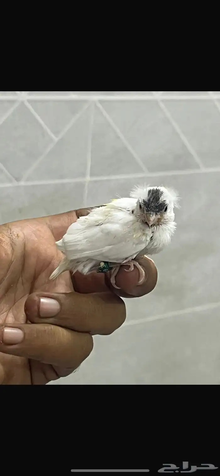 فروخ كناري سوري 3