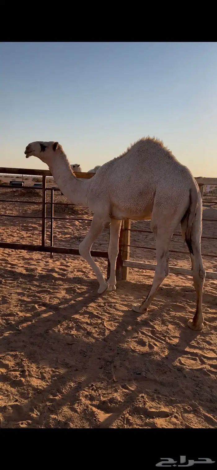 قعود للبيع 8