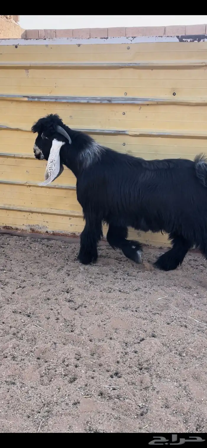 للبيع جذع عارضي معرف العمر سبع شهور 2