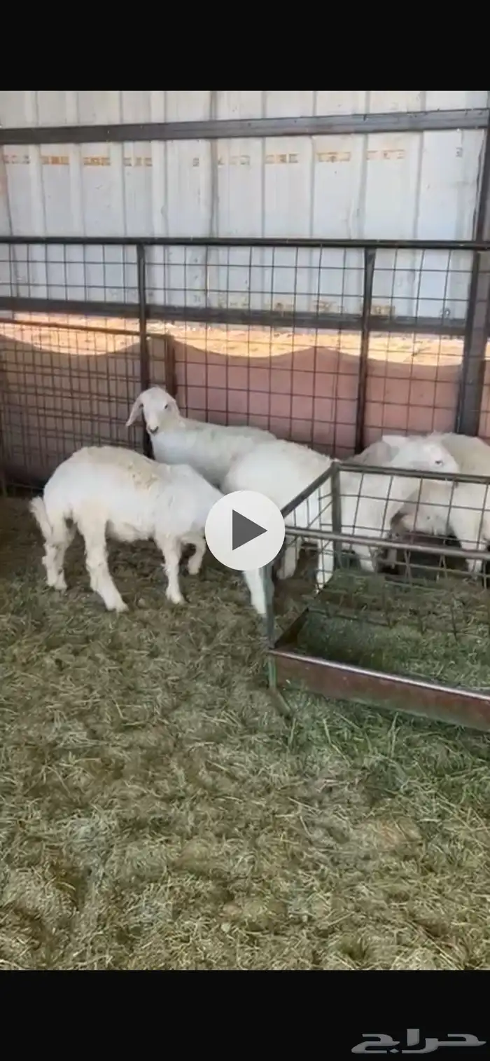 بهم حري عرضين 1