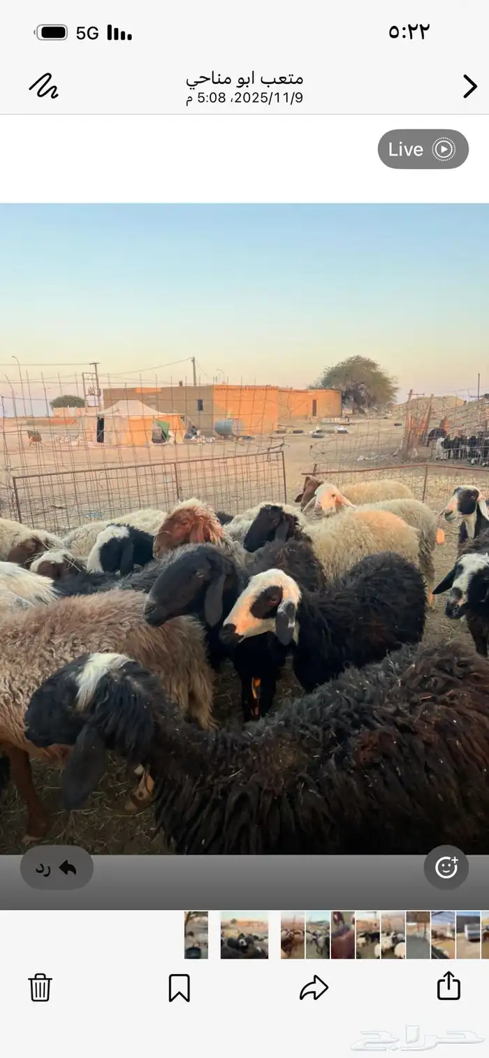 بسم الله الرحمن الرحيم غنم نعيم العدد 28 تحتها 28 خلفات 5