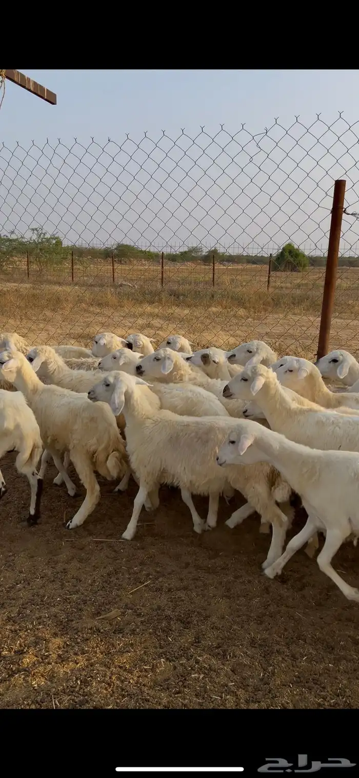 رخال مهجن حري 2