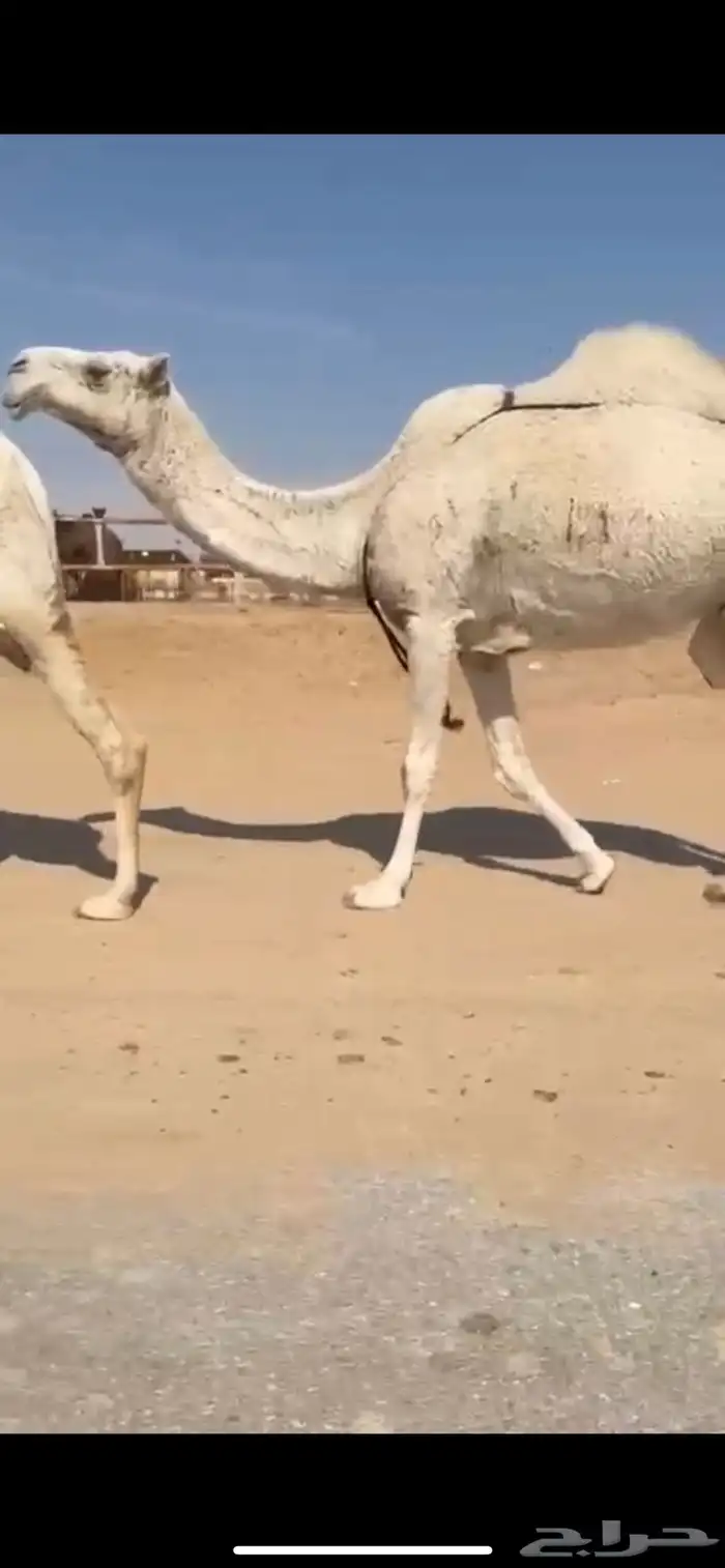 فحل كفو وعشاير ثنتين 3