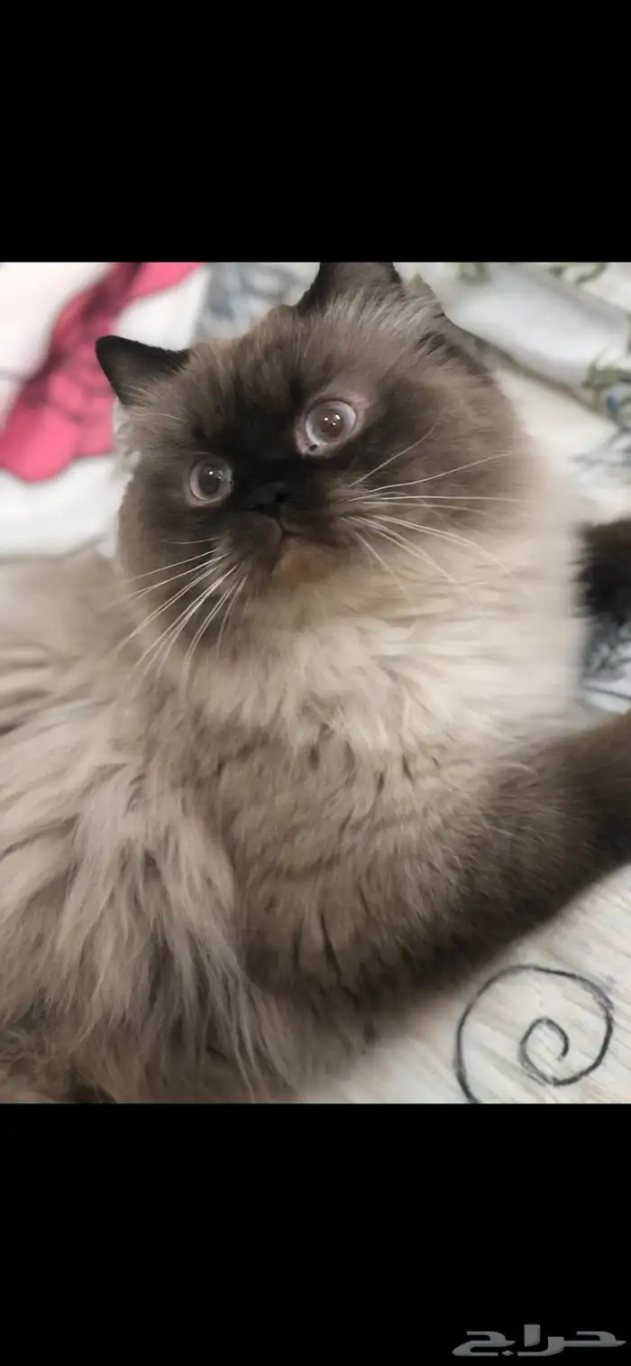 قط ذكر هملايا للتزاوج 0