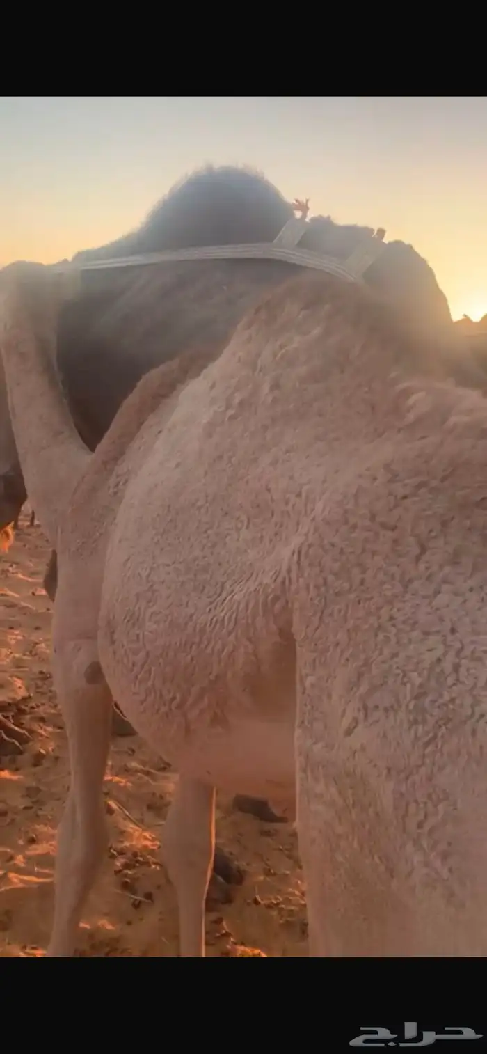 قعدان مفاريد للبيع 6