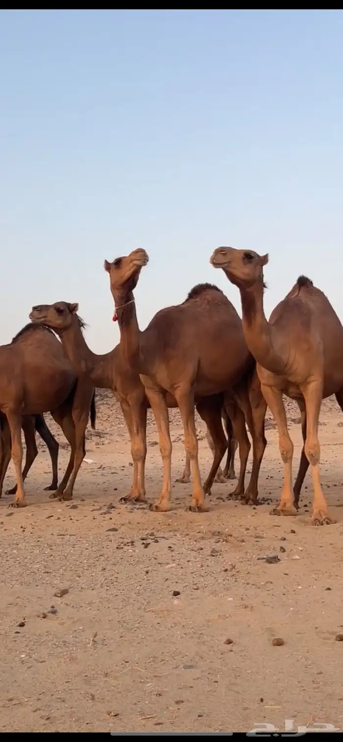 بكار سواحل 1