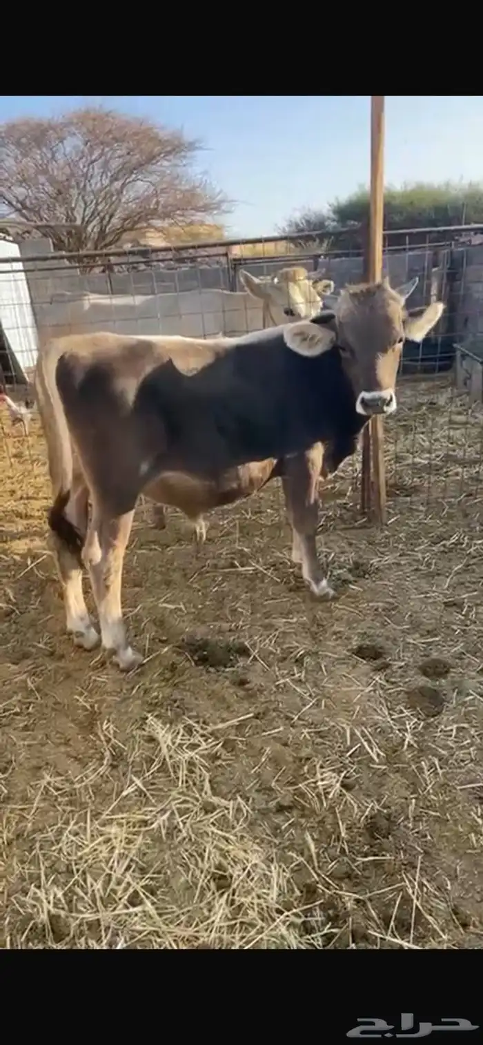 صور عجل للبيع 3