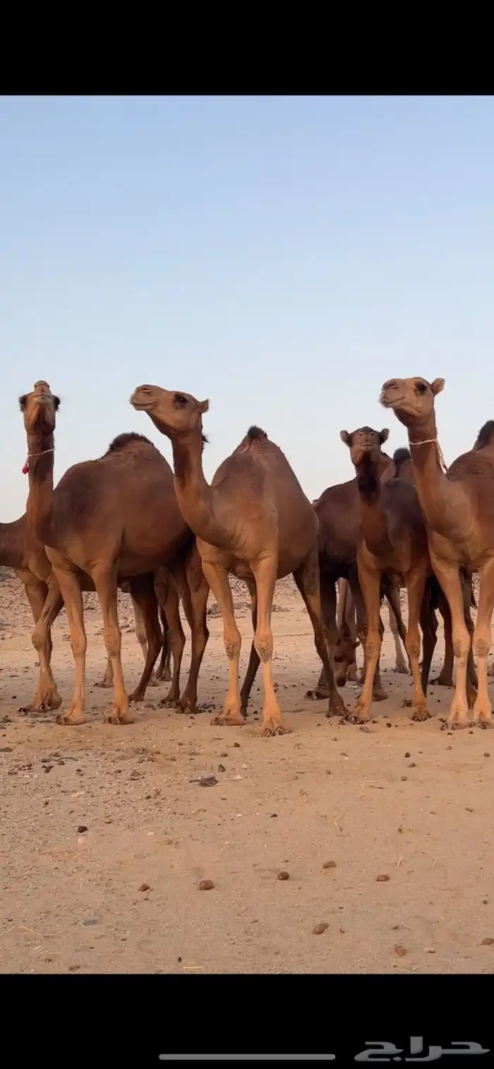 بكار سواحل 0