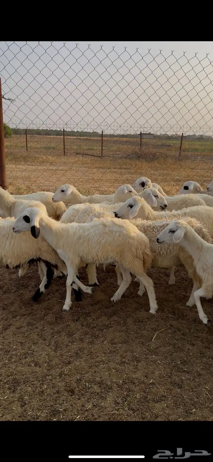 رخال مهجن حري 0