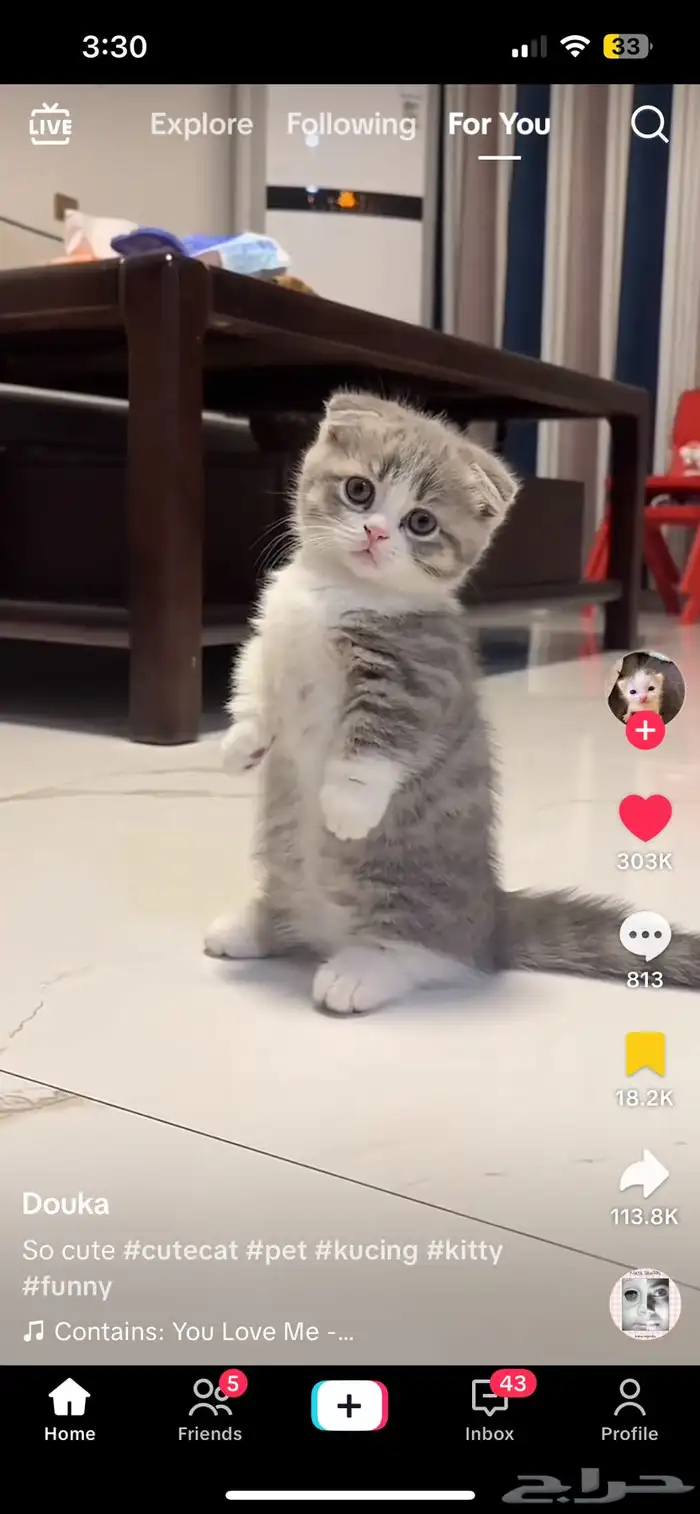 ابحث عن قطة سكوتش ثلجي عمرها اقل من 4 شهور للتبني 1