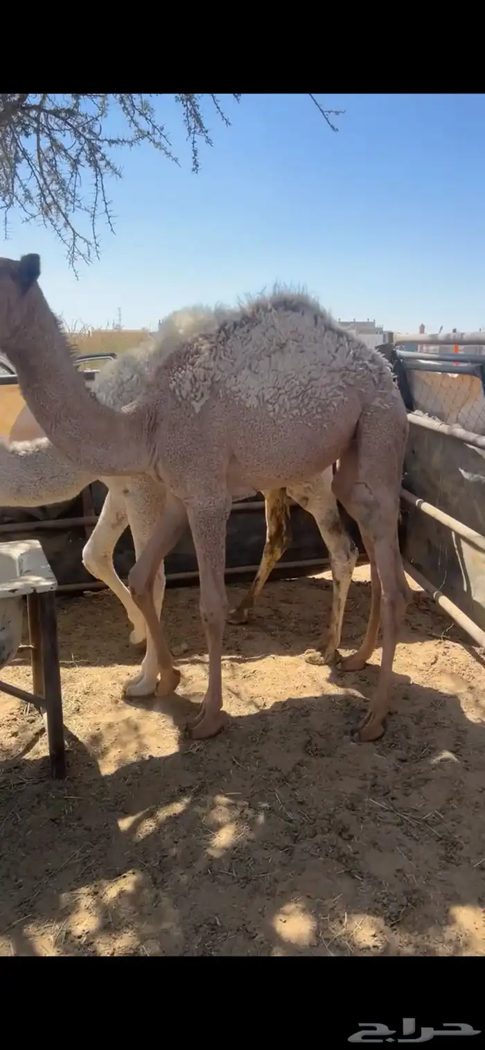 بكره تربيه نظيفه 2