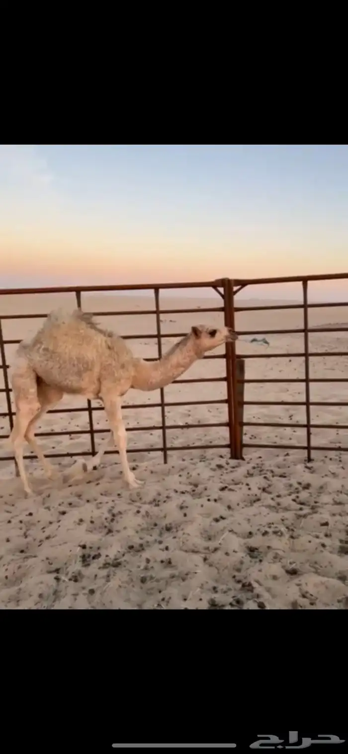 قعود للبيع 3