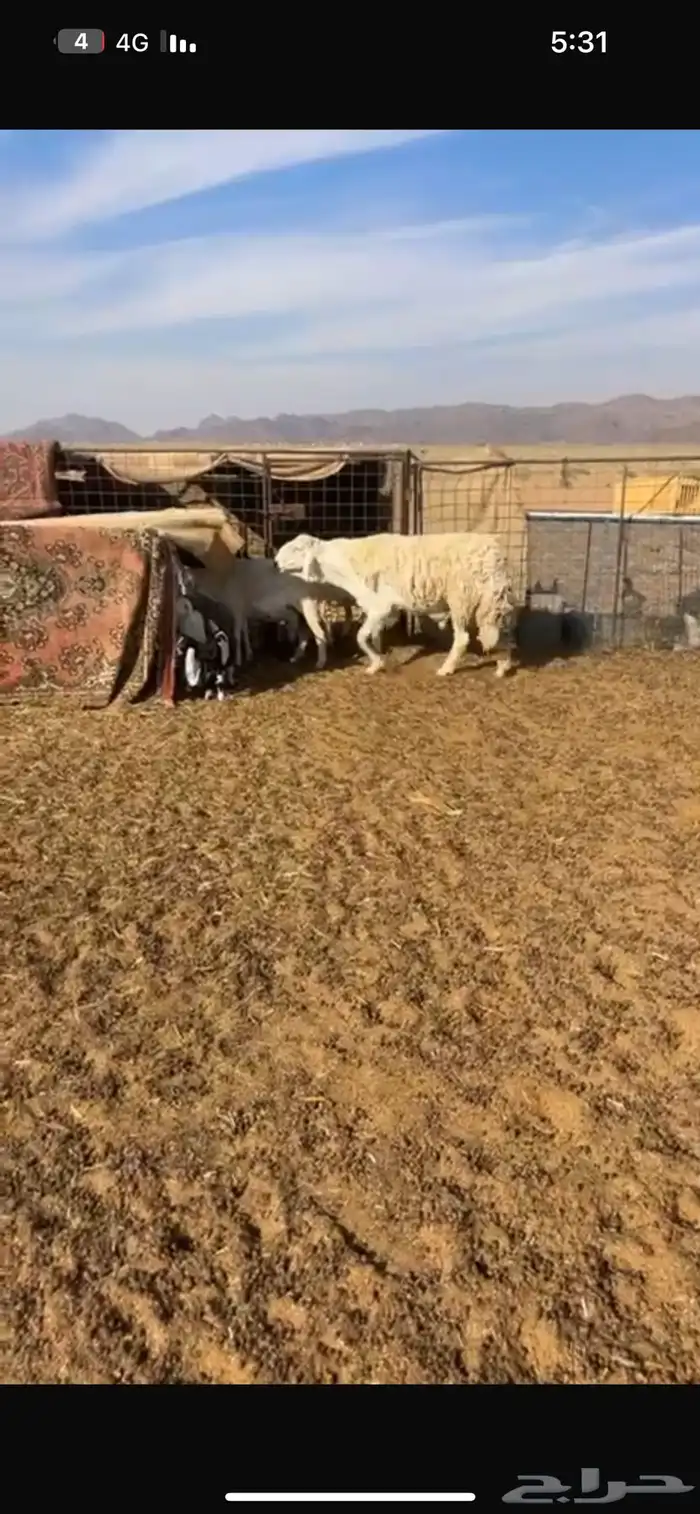 للبيع فحل صنف كفوو 4