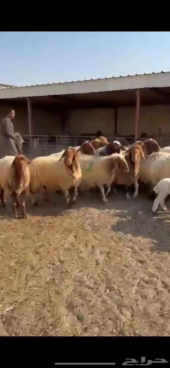 غنم نعيم مطافيل 5