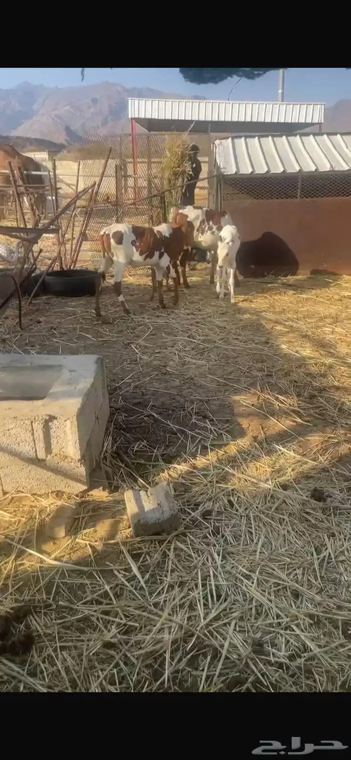 بقر للبيع 12