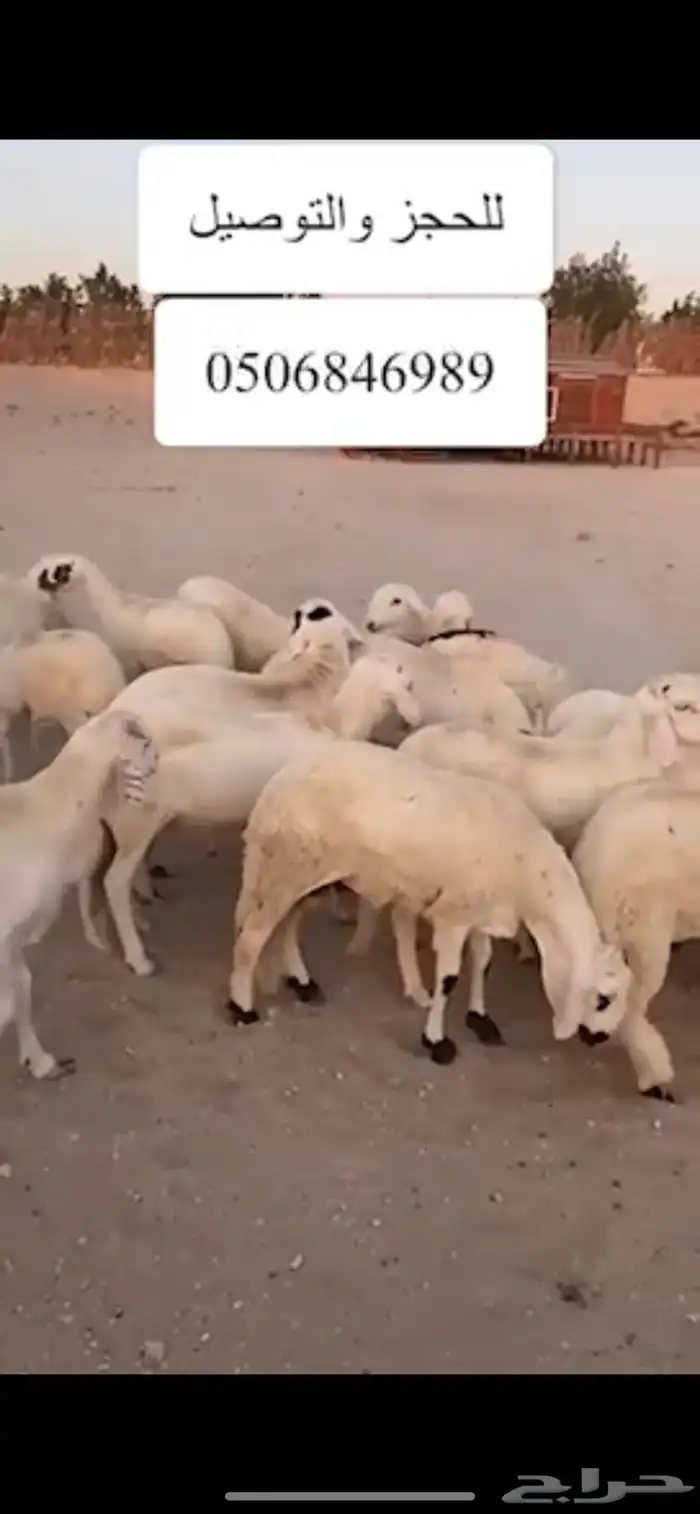 سواكني فاخر مرابي خمس شهور 0