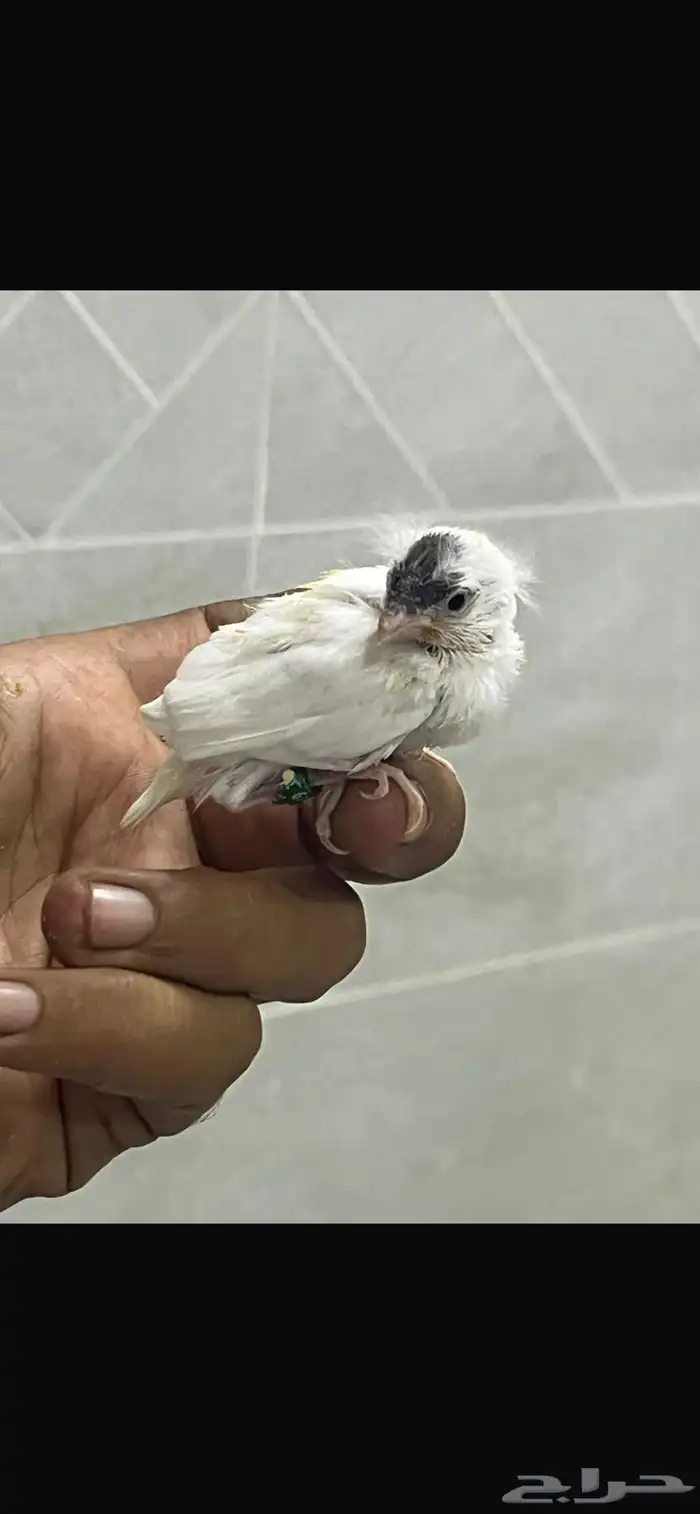 فروخ كناري سوري 6