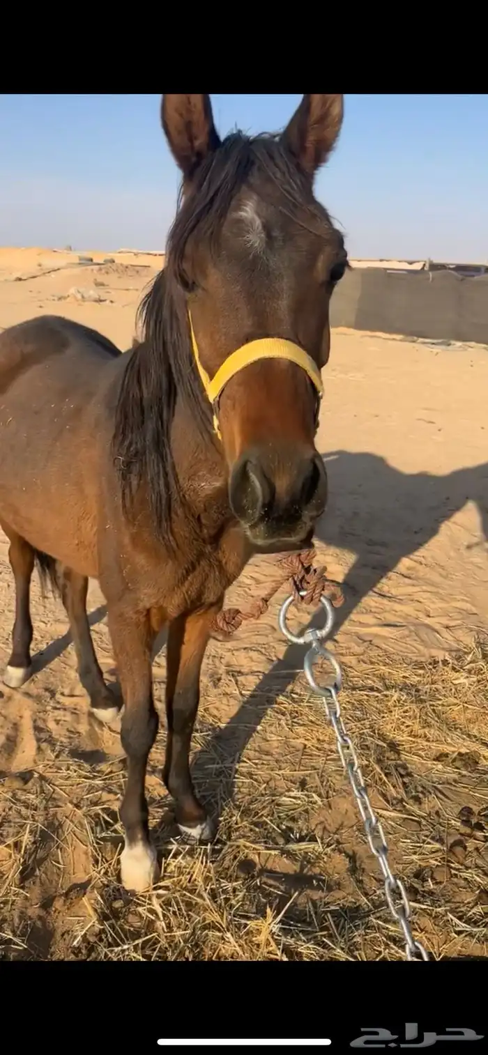 مهر حصان شعبي 2