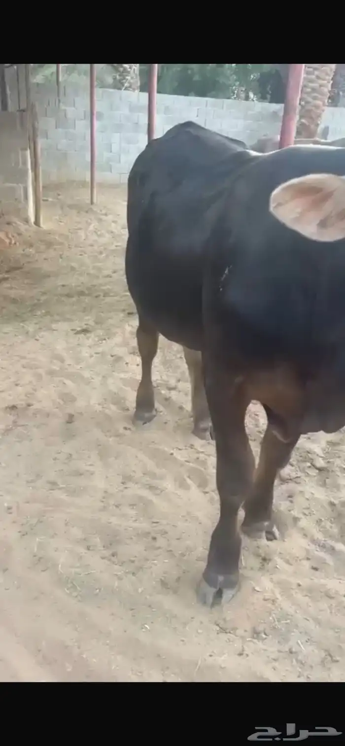 ثور سويسري للبيع 1