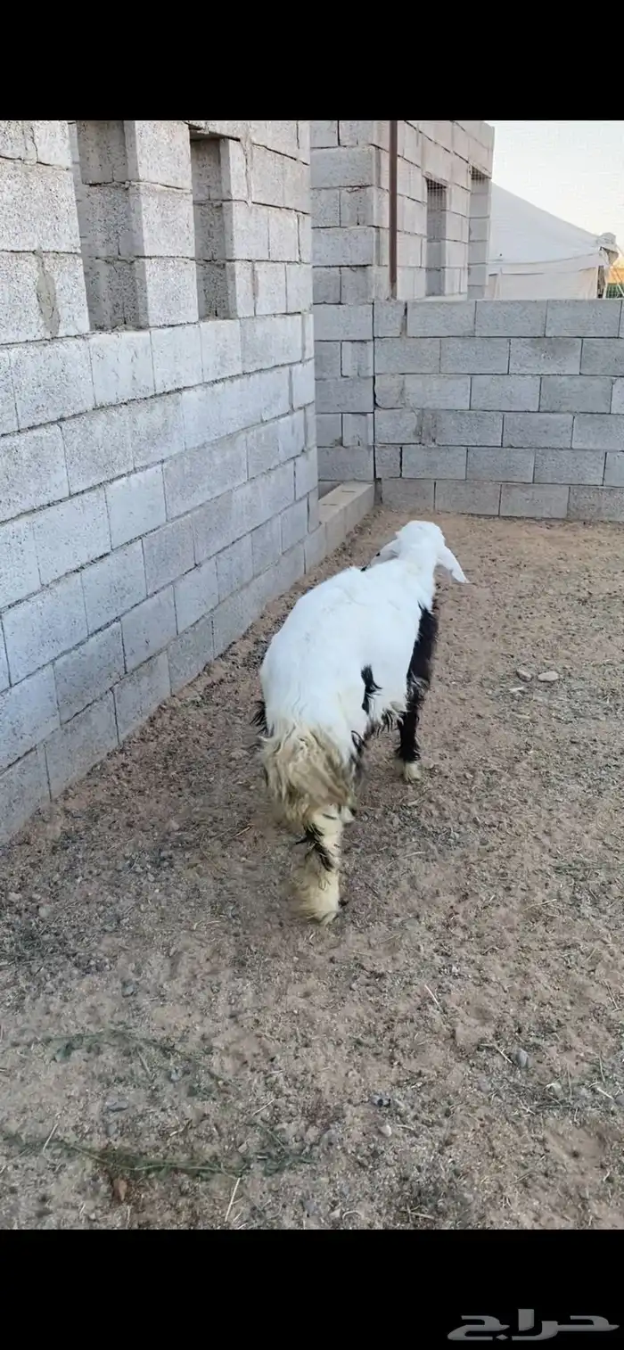 للبيع خروف جذع طيب فل ظهر 4