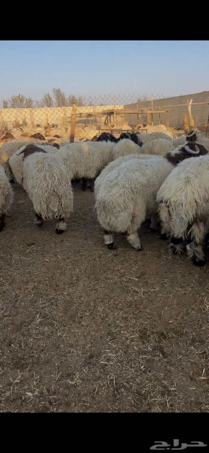 كناور نعيم ( وزن عالي ) 5