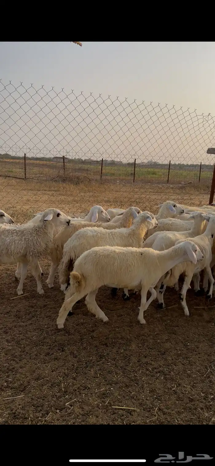 رخال مهجن حري 1