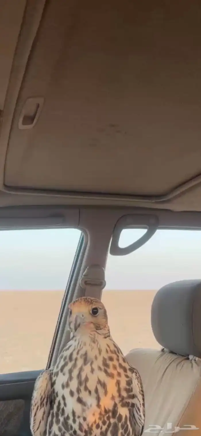 طير حر مقاساته 17 0