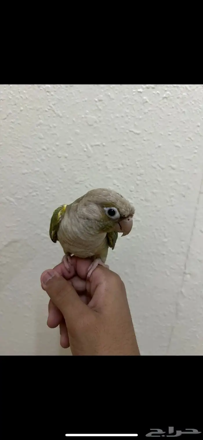 جوز كنيور تركيب جديد 2