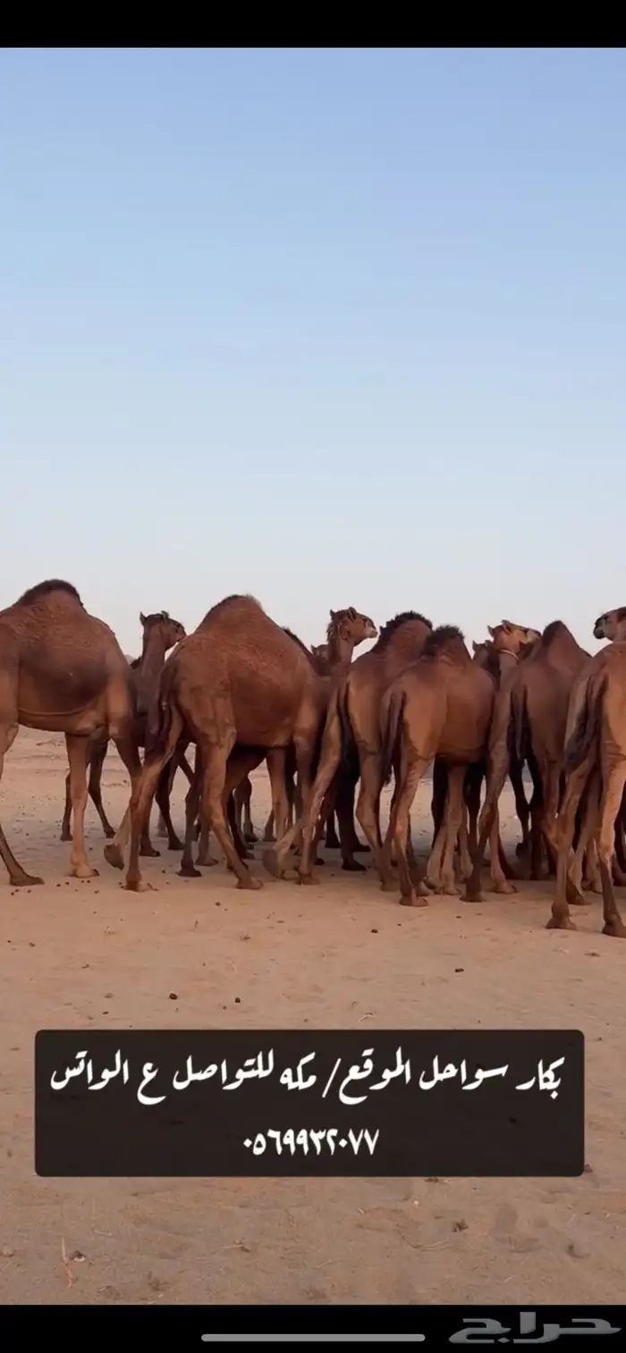 بكار سواحل 5