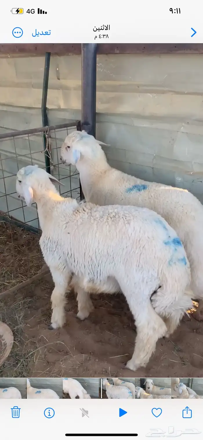 خرفان طيبات 1