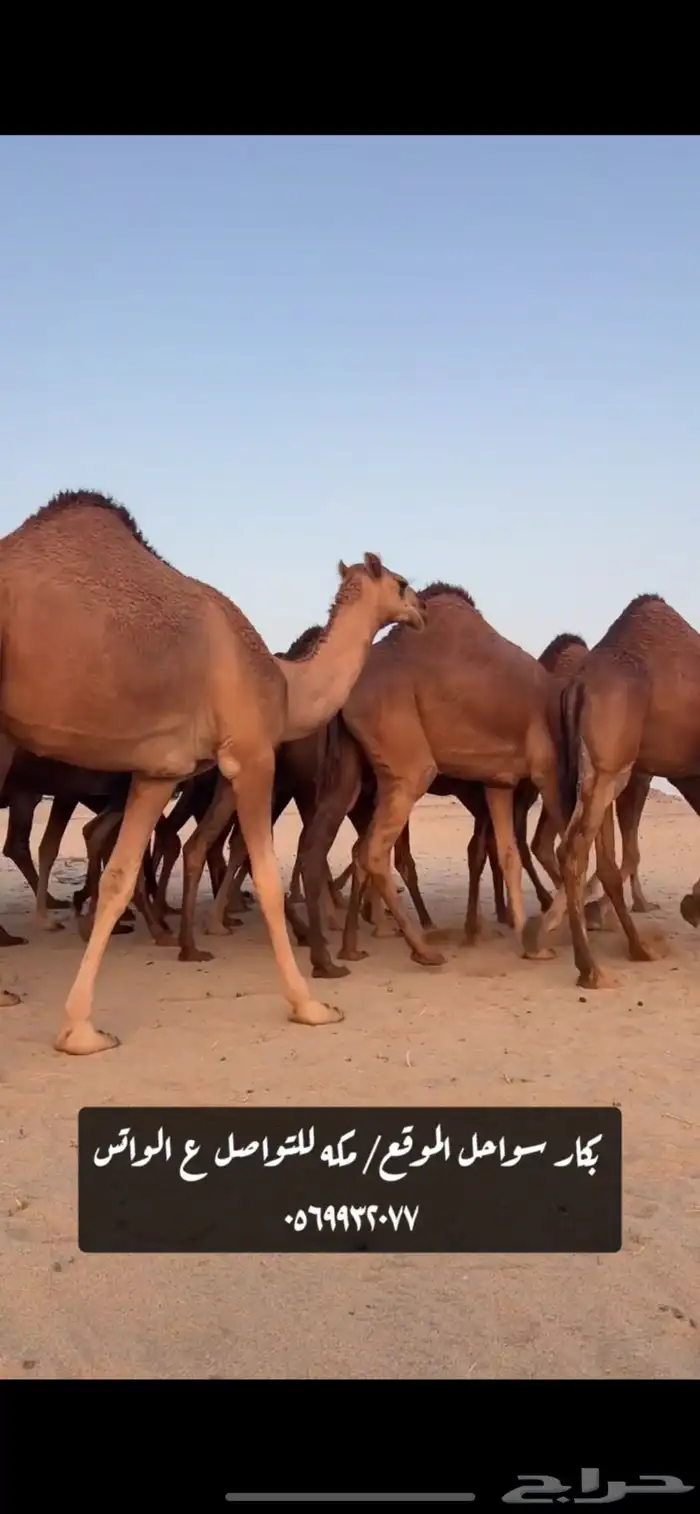 بكار سواحل 8