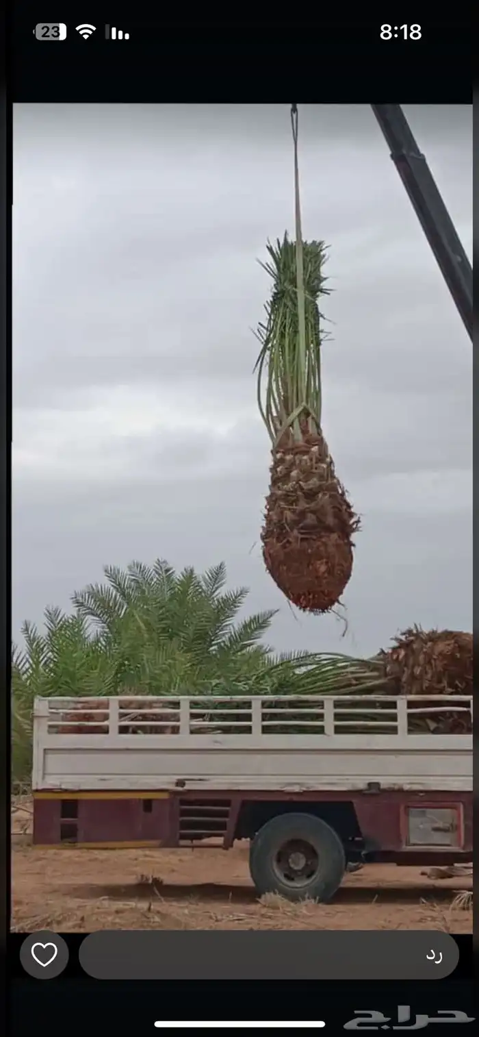نخل للبيع 10