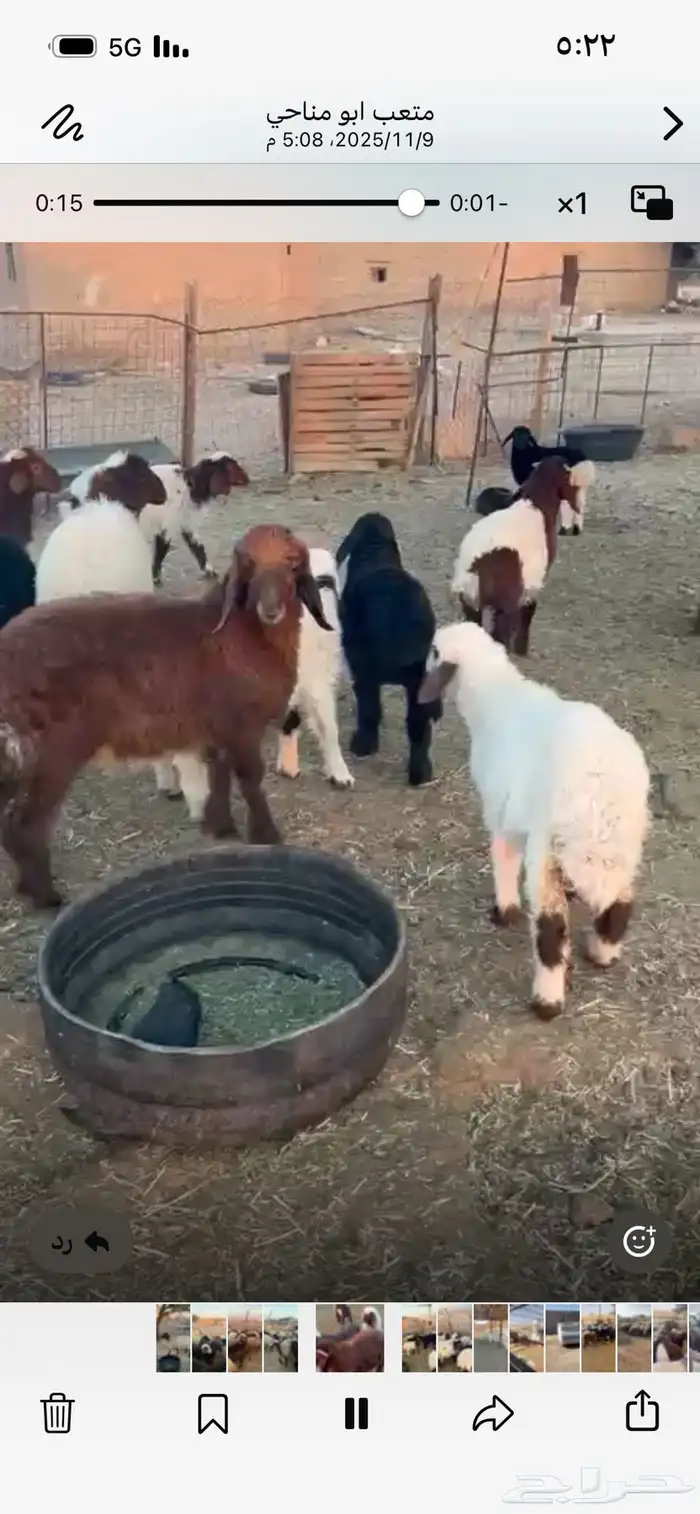 بسم الله الرحمن الرحيم غنم نعيم العدد 28 تحتها 28 خلفات 1