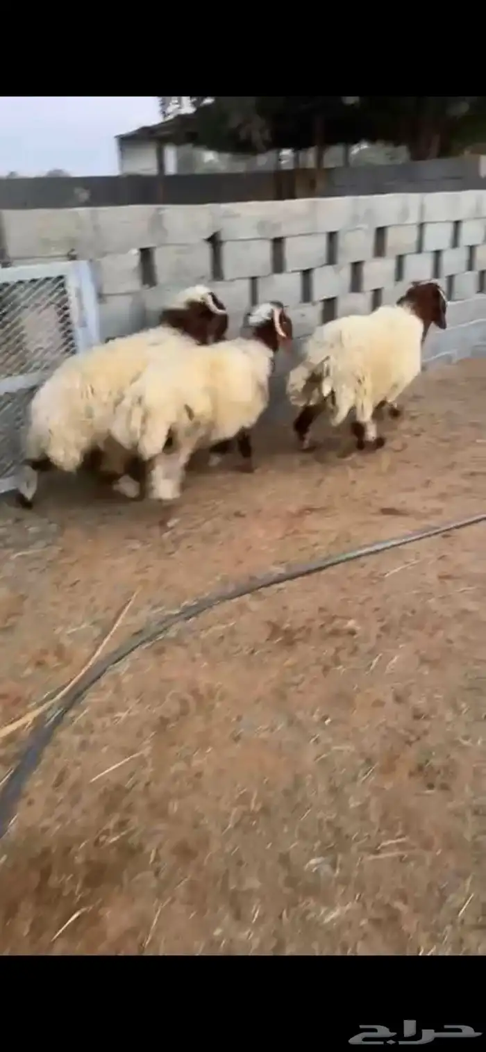 نعيم فواخر 2