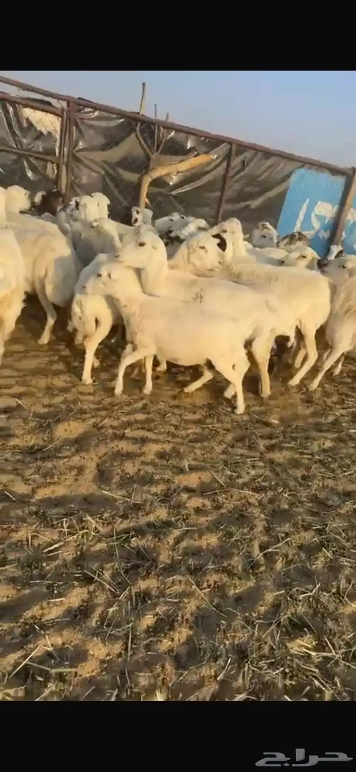 غنم رفد مراح واحد 0