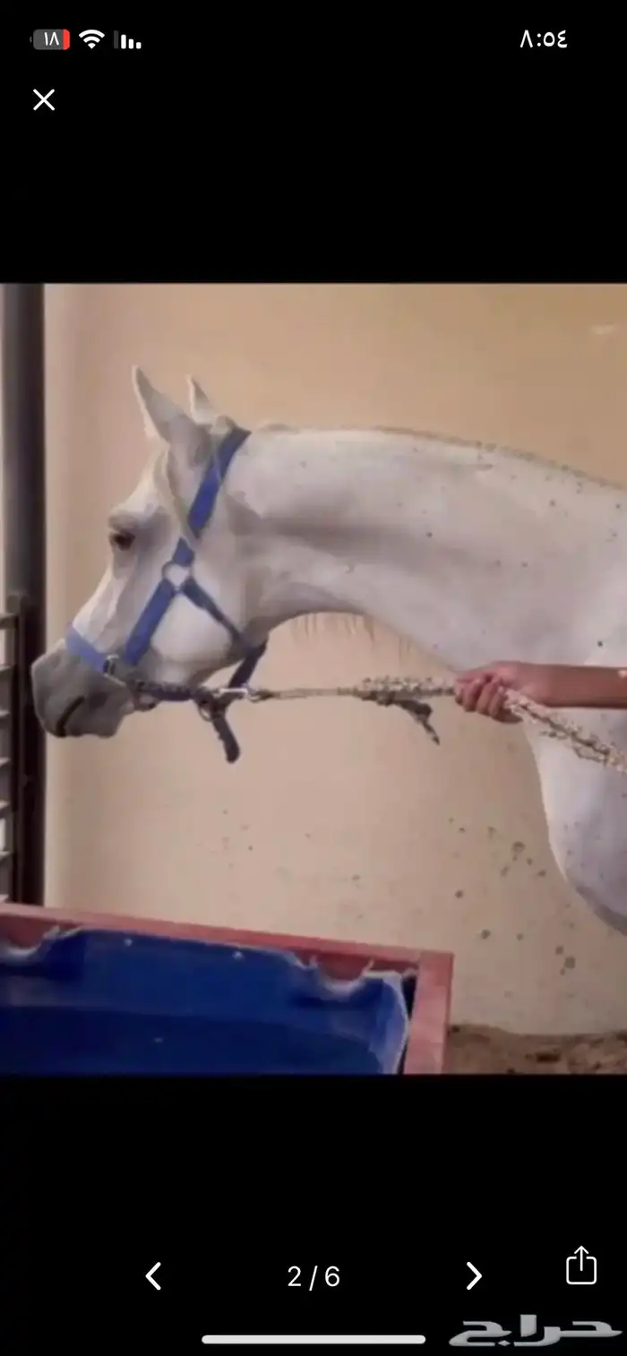 حصان شعبي شيخ 2