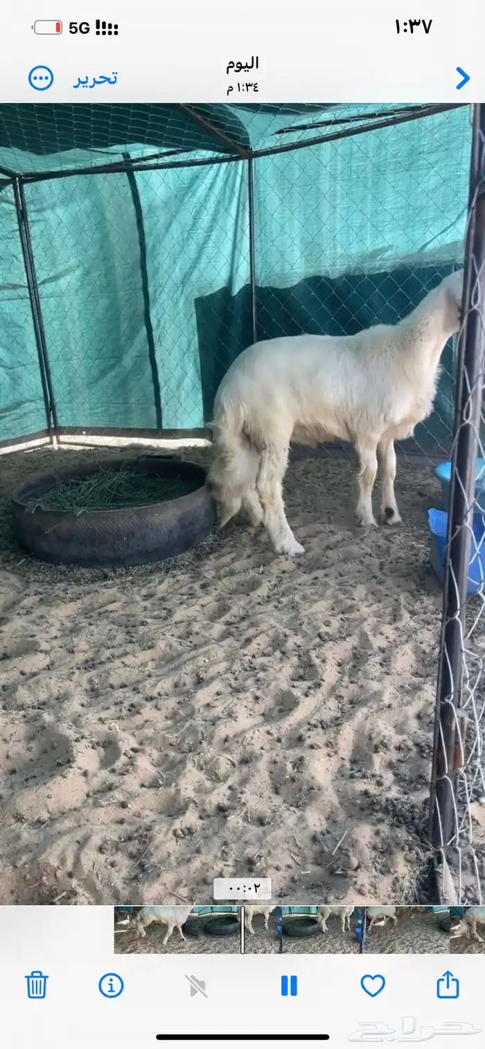 خروف اصفر شي فاخر 4