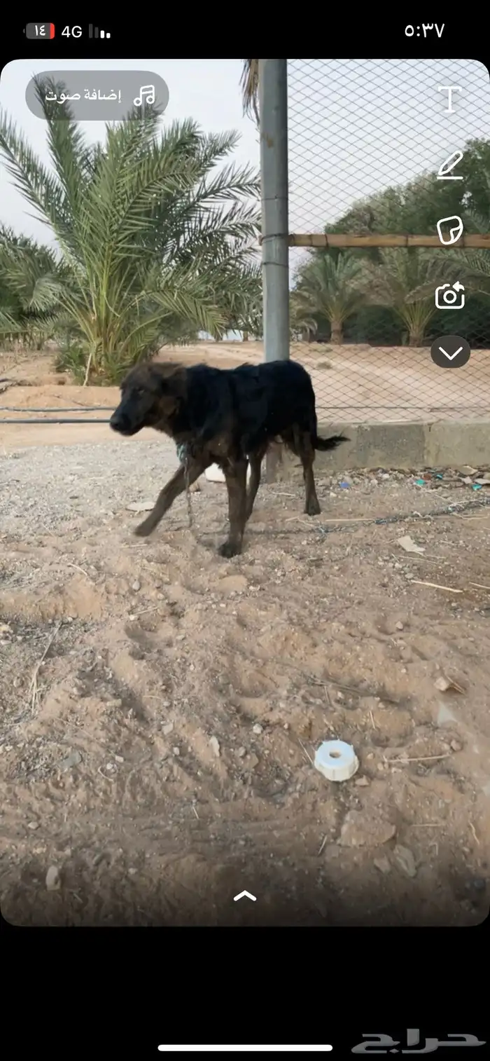 كلب بوليسي كفو نباح عمره شهرين 0