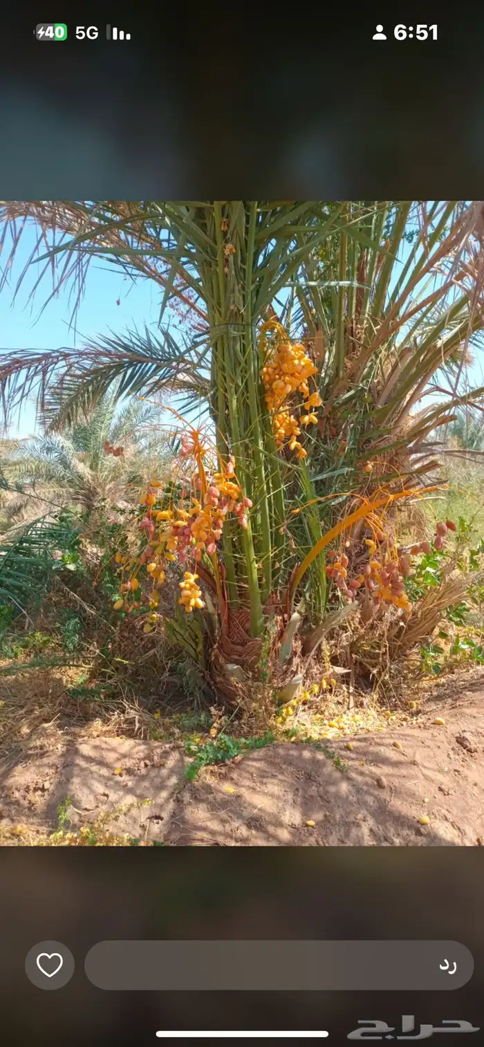 يوجدلديناجميع انواع انخل العربي والواشنطن ازينه 11